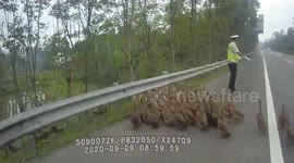 Dozens of ducklings wander on Chinese highway