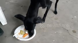 Perrita con hombre, hasta los animales sufren por la pandemia del covid19.
