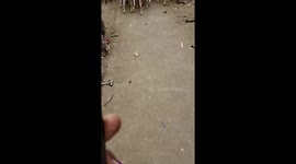 Goats heading to slaughterhouse in Nairobi