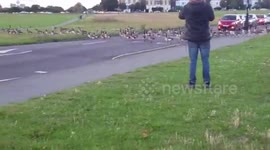 UK: Flock Of Geese Stops Traffic While Crossing Road In Blackheath, London
