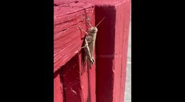 Grasshopper Close Up- Waving At You!