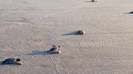 Sea Turtle Hatchlings Take to the Ocean at Sunrise in Delray Beach, Florida