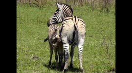 Tragic sight as zebra foal with broken leg tries to nurse from its mother