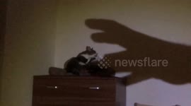 Nonchalant cat oblivious to owners shadow puppet skills