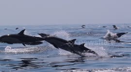 Dolphin megapod wows onlookers off Newport Beach, California