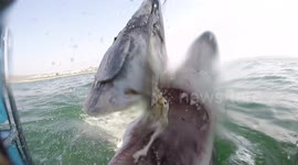 Photographer records terrifying closeup footage of great white shark feeding