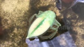 Strange water beetle with white and green body floating on water