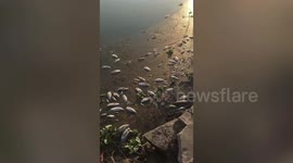 Disturbing sight as large amounts of dead fish spotted in river in southern China
