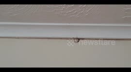 Huge Spider goes crazy trying to break through a wall - Spider Season 2020
