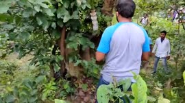 13-foot king cobra rescued in central India after fight with mongoose