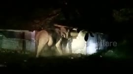 Elephant caught raiding grocery store in search for food in southern India