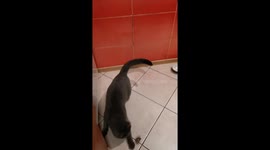 The cat gets stuck under the nightstand trying to catch a butterfly