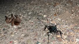 Tarantula hawk comes out on top in brutal showdown with huge spider