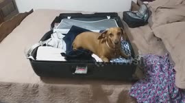 Adorable footage of pup that climbed into travel bag when she was afraid to be left behind when we leave to go on holiday