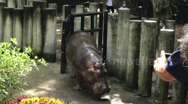 Thai oldest hippo celebrates 55th birthday