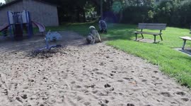 Alaskan Malamute Sojou Digging Doggy means let's go I'm bored