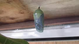 Vibrant Monarch Butterflies Time to Set Free