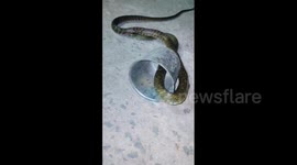 Indian rescuers battle to save snake trapped in metal mixer-grinder