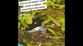 Fledgling rescued on kayak