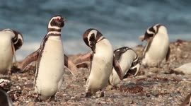 Latin America sees 94 percent reduction in vertebrates since 1970
