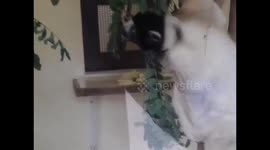 White Lemur