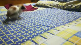 Sofi Kitten Grown Big For Bed Owner Games