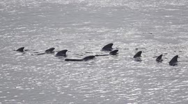 Pilot whale pod seen in Iceland from shore