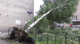 Many trees were broken after the storm in St Petersburg, Russia