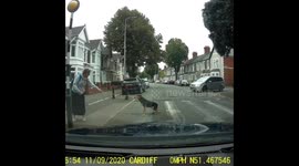 When you gotta go, you gotta go! Cheeky dog holds up traffic on Welsh road
