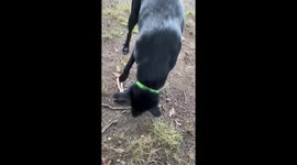 Beeper the dog playing with Barbie