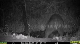 Male Bear displaying testicles