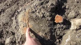 Rare 65-million-year-old MEGA shark fossil discovered in New Zealand