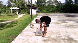 Kind British boxer, 33, feeds stray dogs going hungry during the pandemic in Thailand