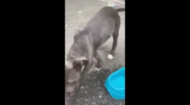 Big dog, running around play with dumbbell