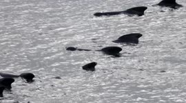 BABY WHALE SEEN CLOSE-UP FROM SHORE ROADSIDE IN ICELAND