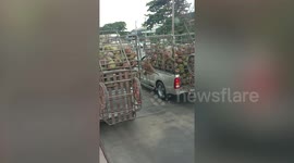 Coconut harvesting monkeys fight while chained to pickup trucks in Thailand