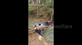 Moment tree trunk collapses beneath weight of children