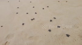 Newly-hatched olive ridley sea turtles walk into the sea in the Philippines