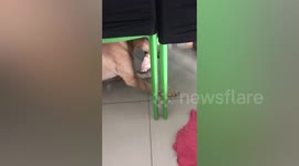 Clever puppy steals owner's cat and hides under table