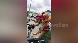 Corgi rides motorcycle while wearing pink sunglasses