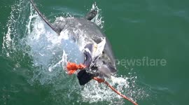 Slow Motion Footage Shows Incredible Power Of A Jumping Great White Shark