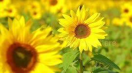 Sunflowers blowing in the wind & the sound of bird song & trickling water