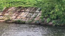 Canadian family captures moment Blue heron snags two fish