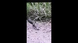 Rattle snake