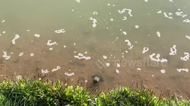 Frog jumps from pond to hole