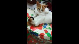 Sofi Kitten Involved In Brother And Sister Table Fight