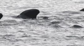 BABY PILOT WHALE EXTREME CLOSE-UP CROPZOOM SLOWMOTION