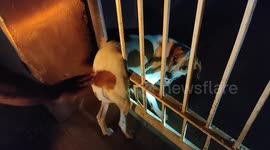 Dog rescued after becoming stuck in school gate in southern India