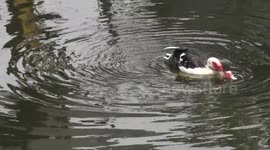 Duck luv, this is how ducks do it.
