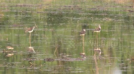 Three birds in a water filled paddy field standing on one leg, suddenly they all take off and fly away.